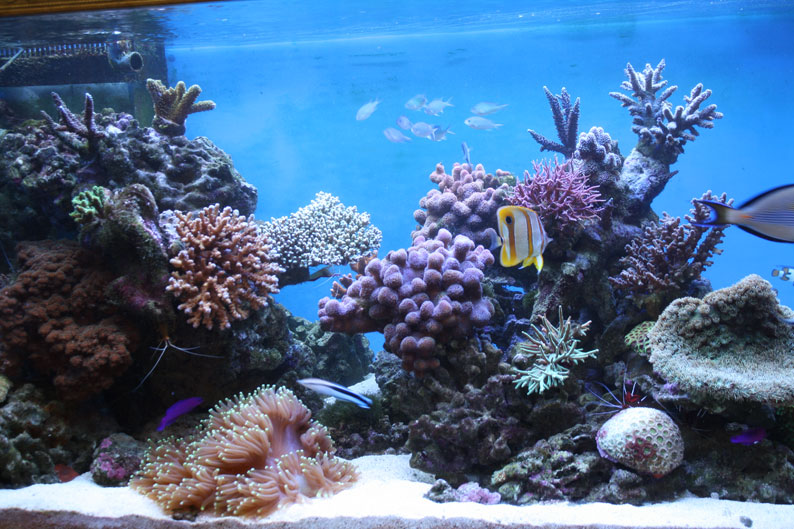 Китай Высокое качество светодиодных аквариум свет коралловый риф Производители